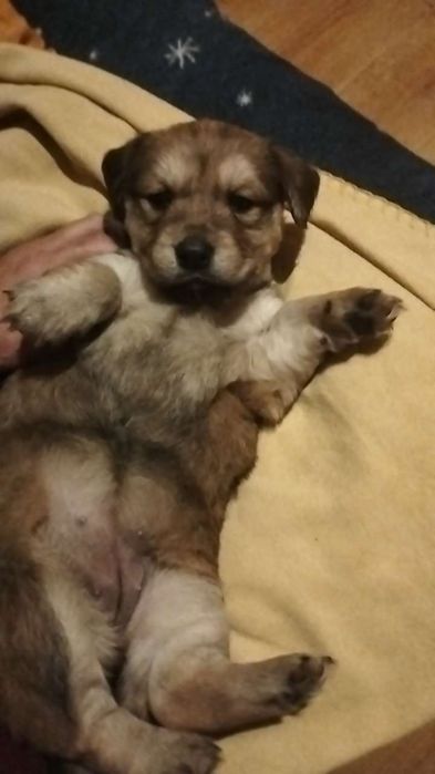 Oddam 2 małe suczki