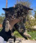 Кошенята в гарні руки. Котик, киця, кошеня