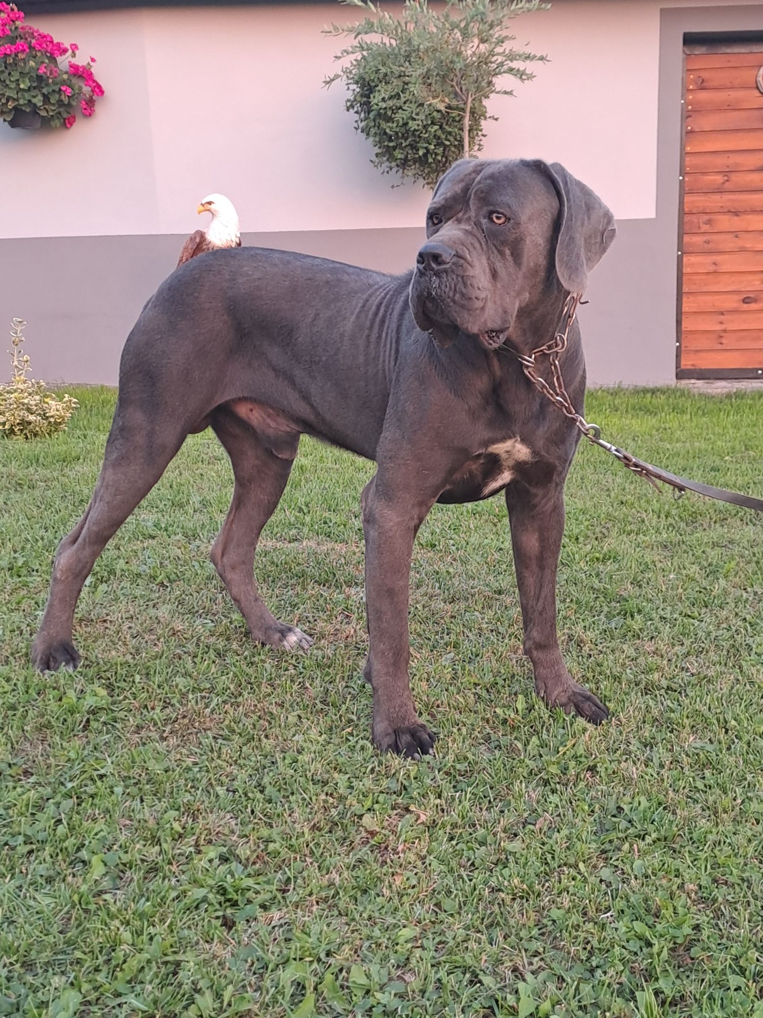 Cane Corso piesek mocna budowa