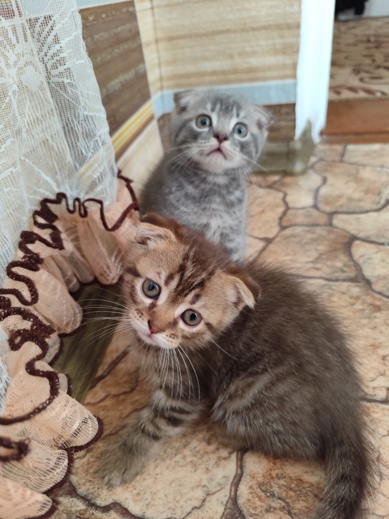 Кошенята шотландські