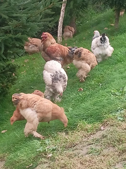 Koguty Brahmy Polecam