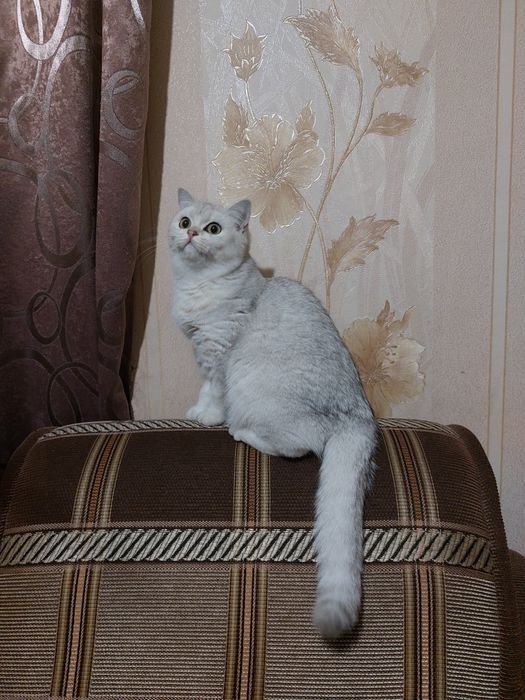 Серебриста шиншилла страйт