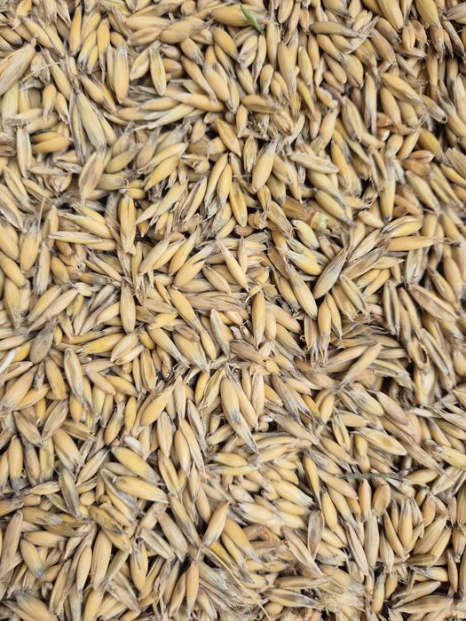 Mam do sprzedania owies i pszenice