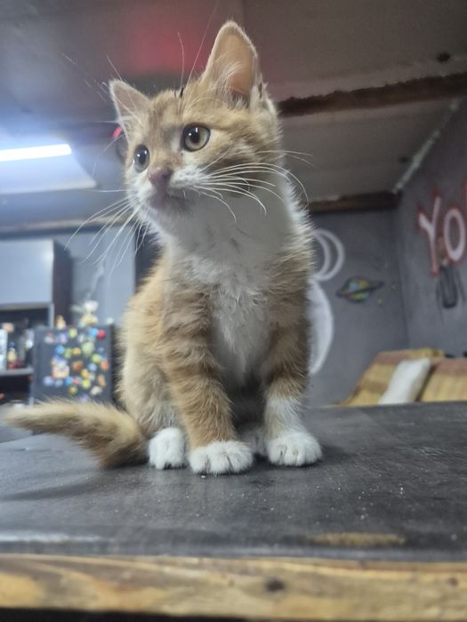 Віддам руденького хлопчика