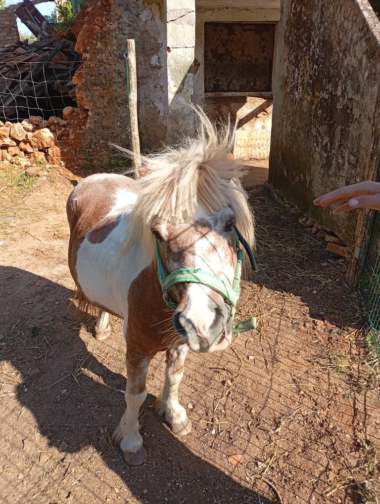 Poney 4-5 anos para venda