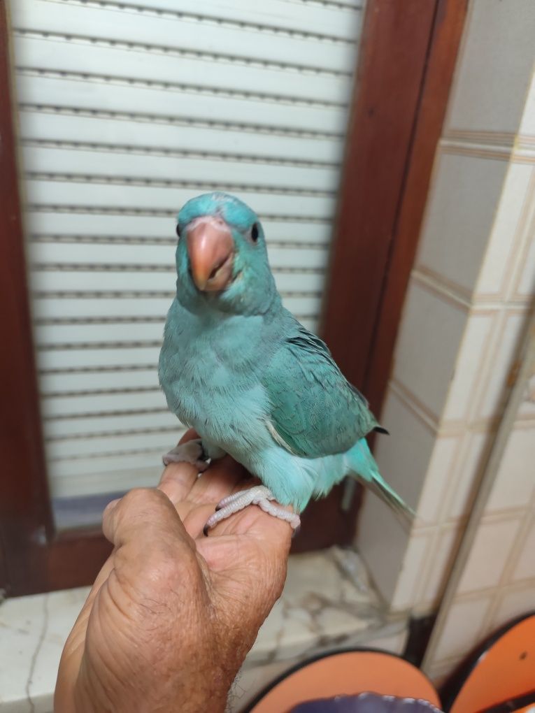 Ring Neck Azul ótimo para PET
