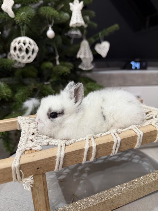 królik karzełek do rezerwacji