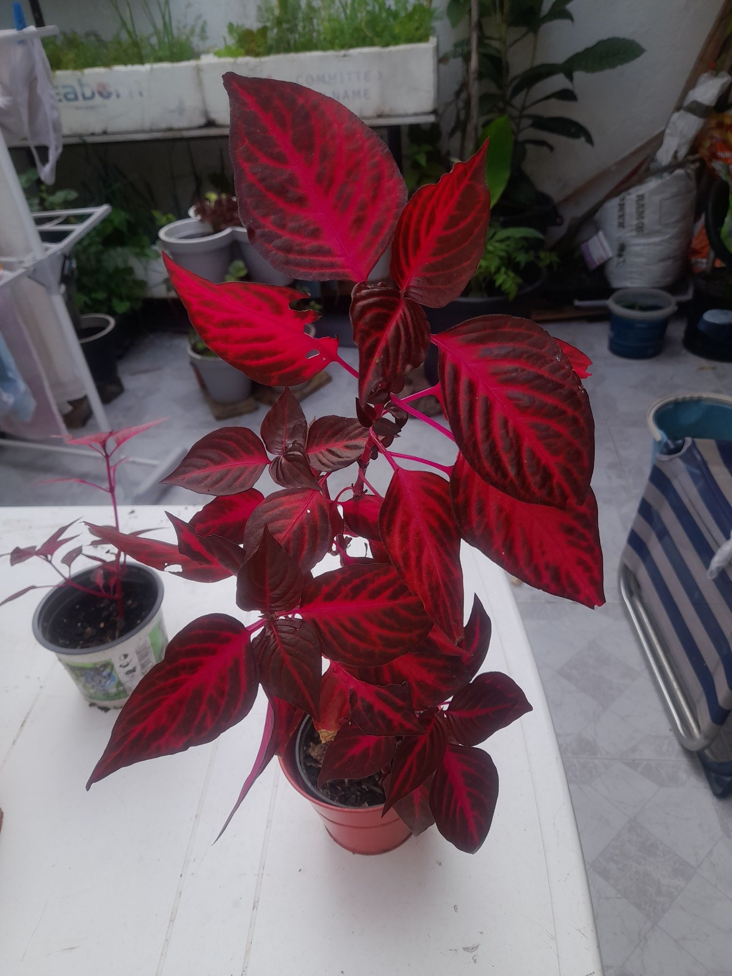 Planta lindíssima para venda.