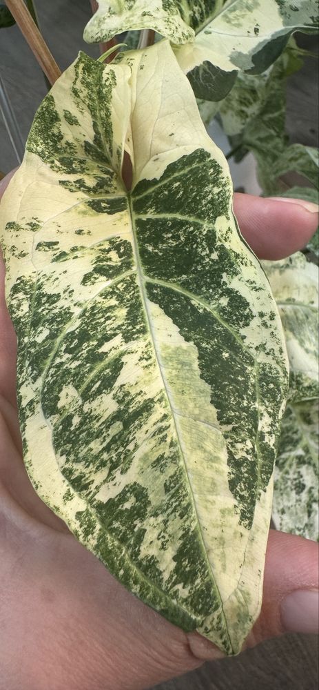 Syngonium Batik Variegata - pędówka