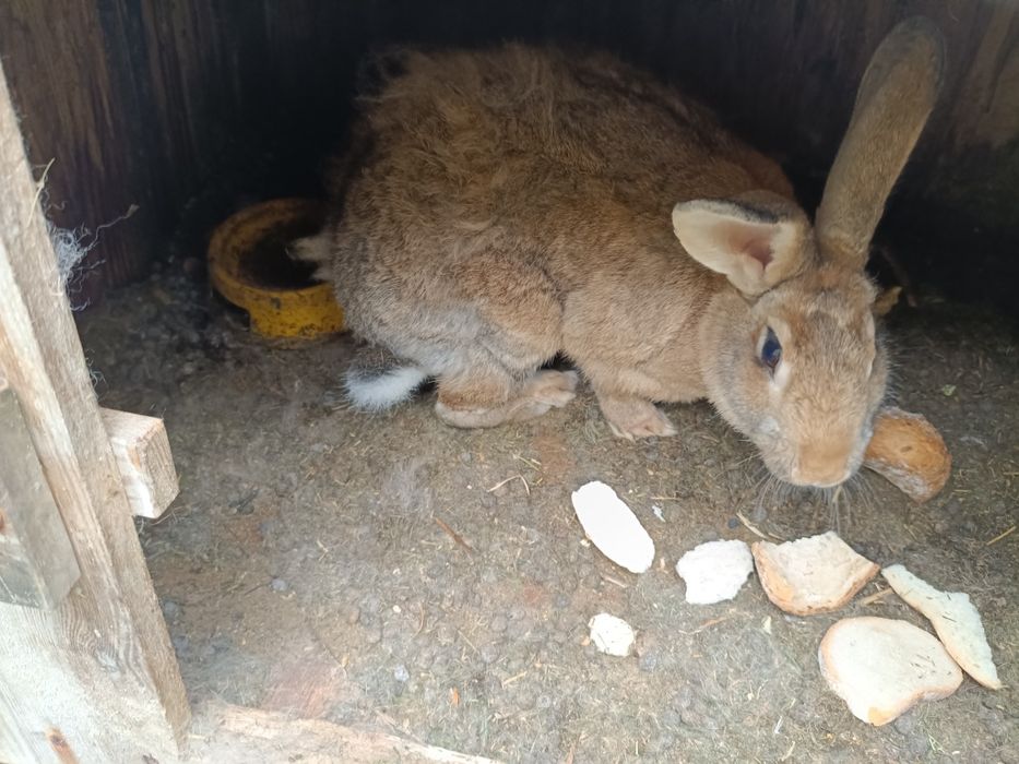 Król, królik samica