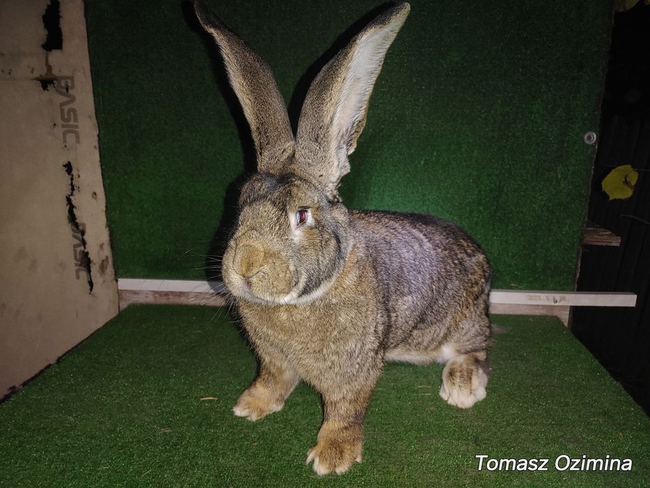 Belgijski Olbrzym z 31 grudnia 2024