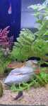 Neon's tetra red