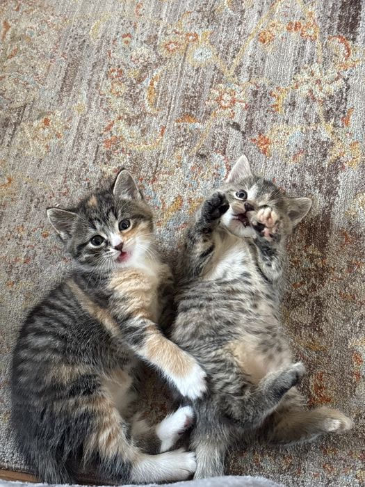 Кошенята в хороші руки