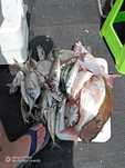 Saídas a pesca desportiva