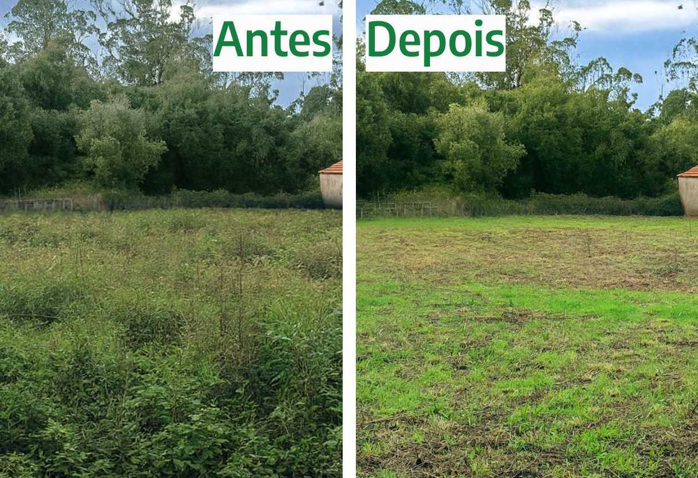 Serviços de limpeza de terrenos