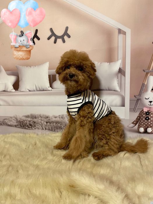 Курносий красень мальтіпу Китай-Корея. Мальтипу