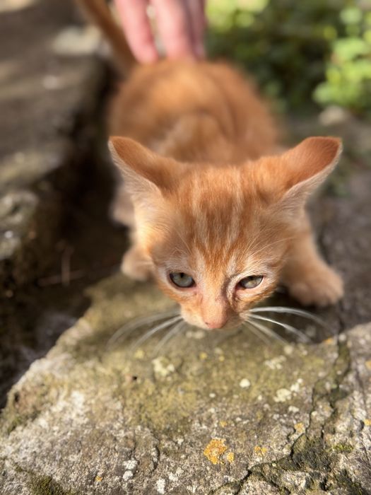 Gato com 3 meses