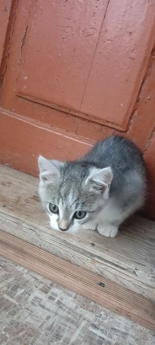 Віддамо котенят у добрі руки