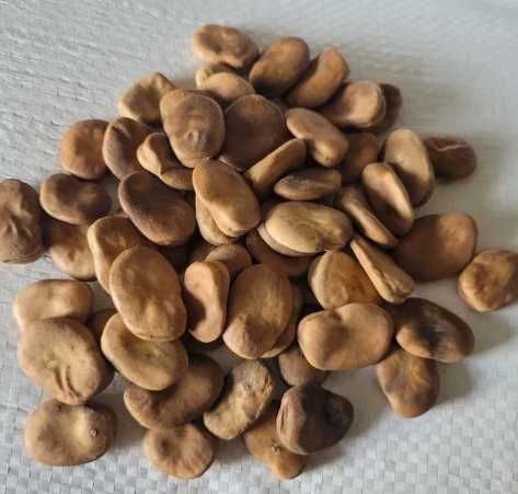 Słonecznik Koniczyna LUCERNA Sorgo Proso Wyka Groch Rajgras Trawa BÓB