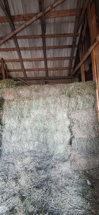 Kostki siana /slomy świeże