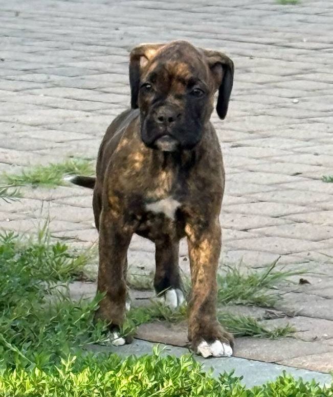 Piesek Rasy Bokser Gotowy Do Odbioru