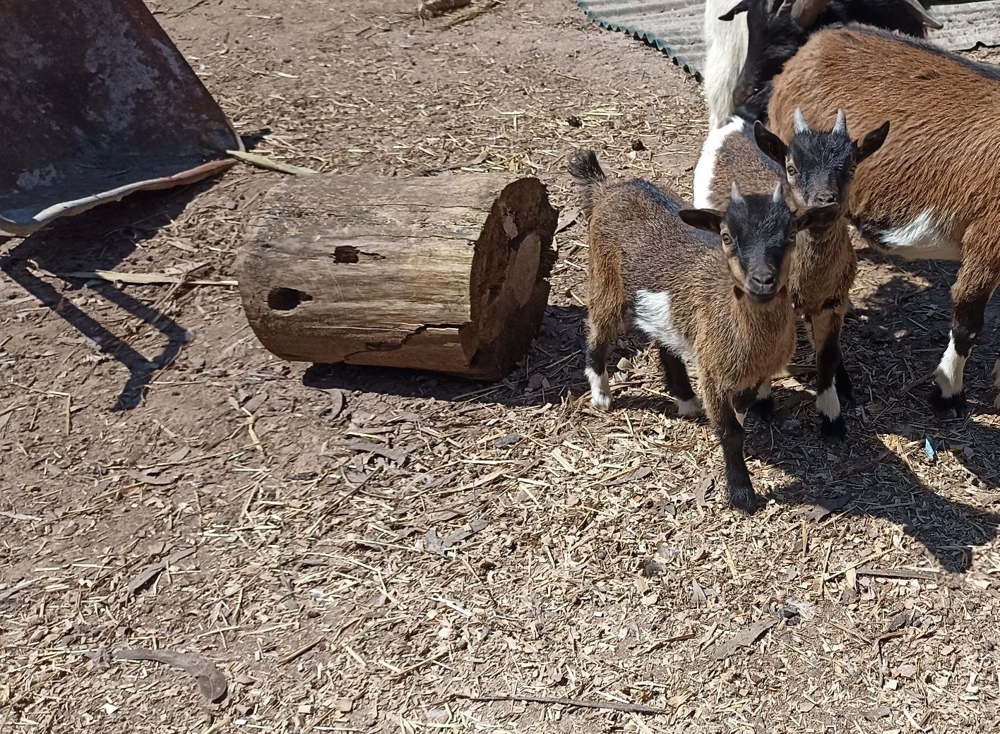 Cabras anãs jovens