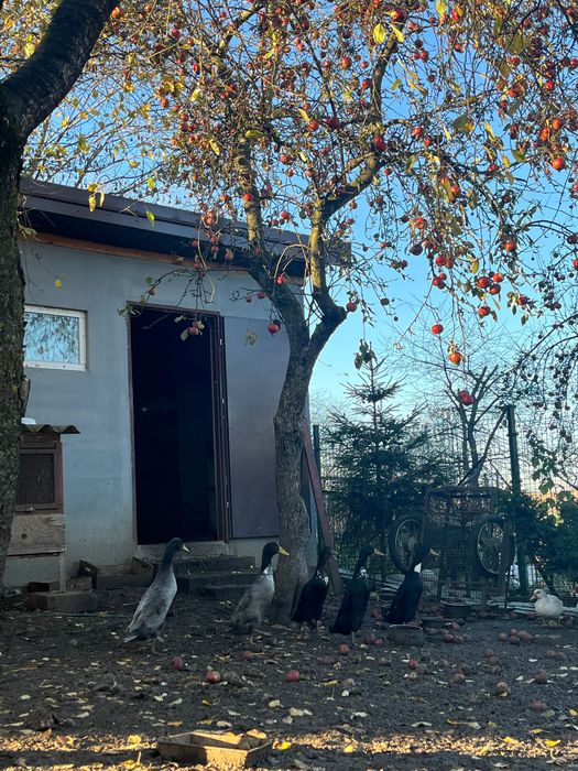 Sprzedam kaczki biegusy