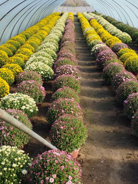 Chryzantemy drobnokwiatowe