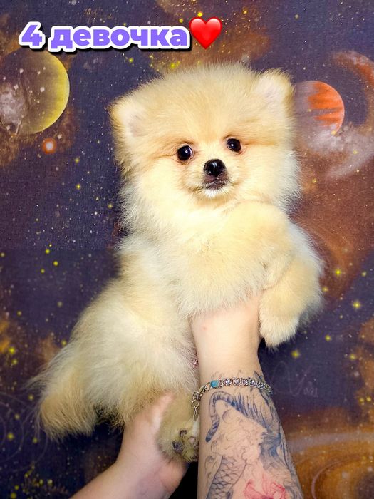 Пушистые кремовые щенки шпица — 5 маленьких солнышек