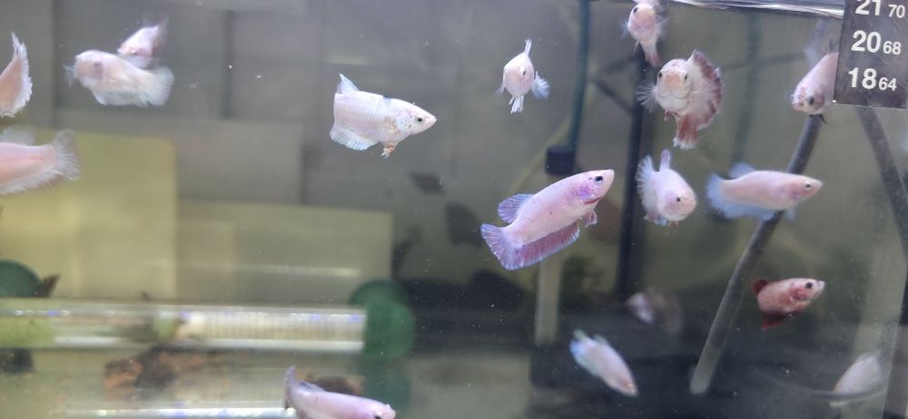 Bettas Femeas Hm