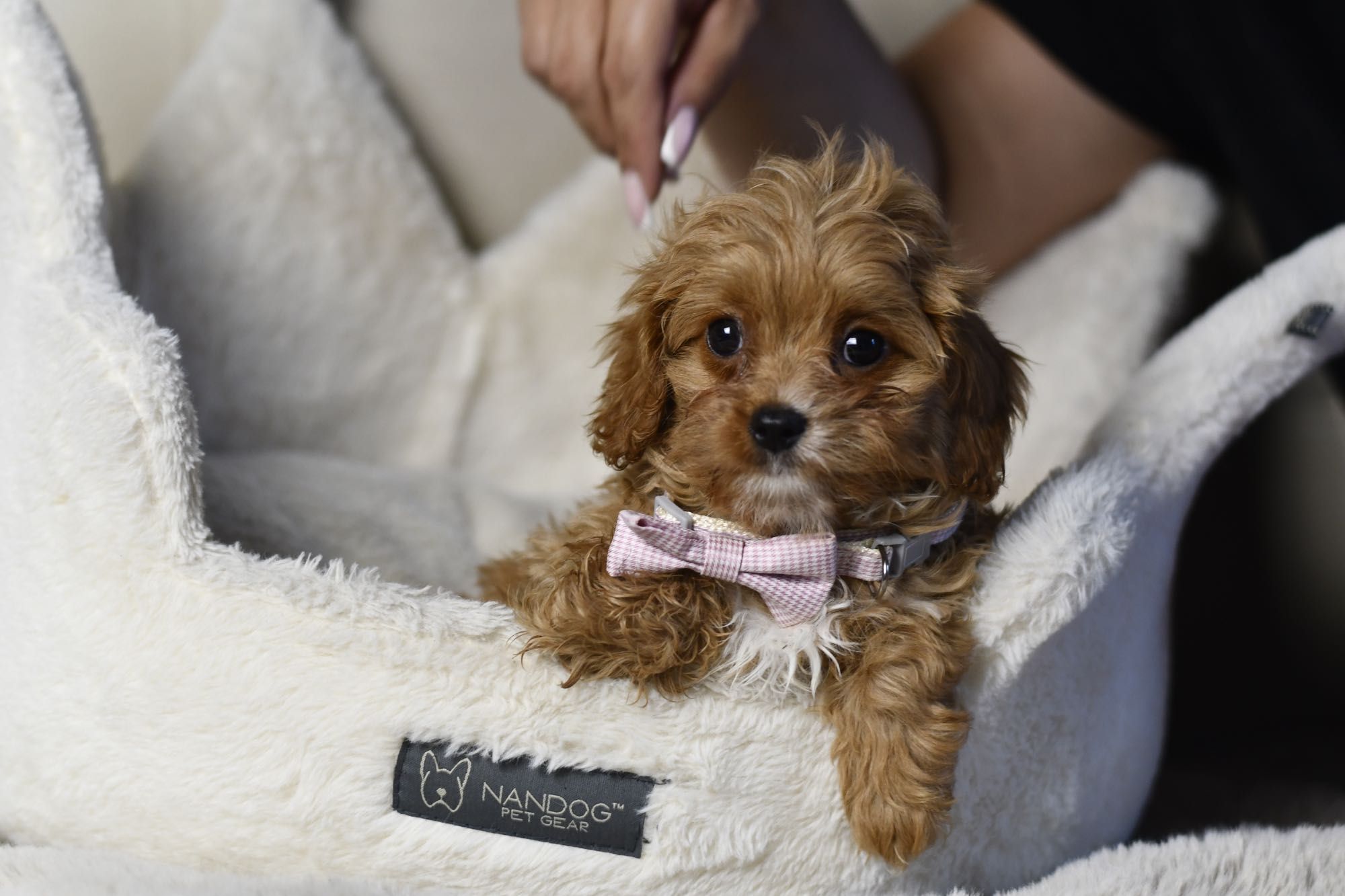 Cavapoo F1 RED BROWN wyjątkowa dziewczynka gotowa do odbioru