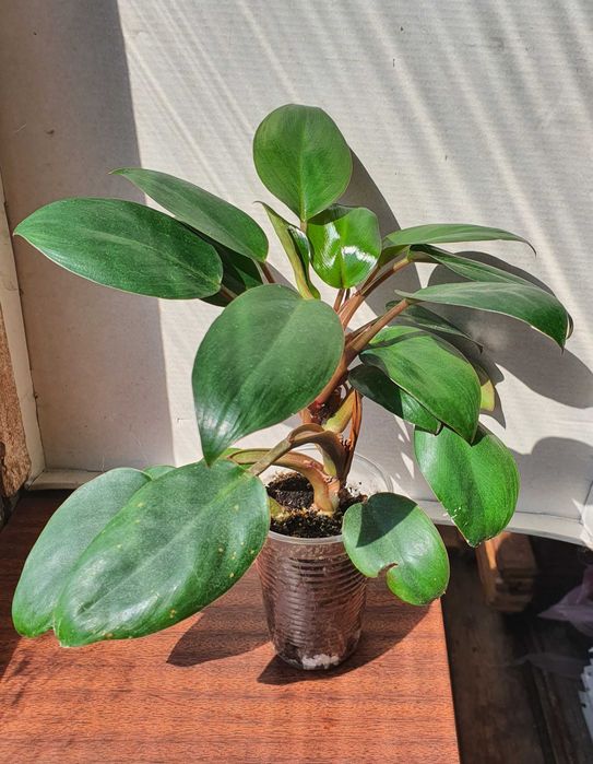 Продам филодендроны