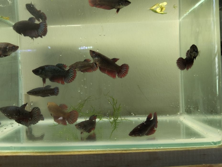 Bettas fêmeas várias cores e padrões