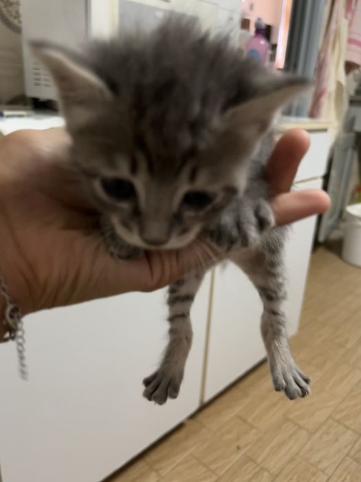 1 gatinho cinzento muito peludo