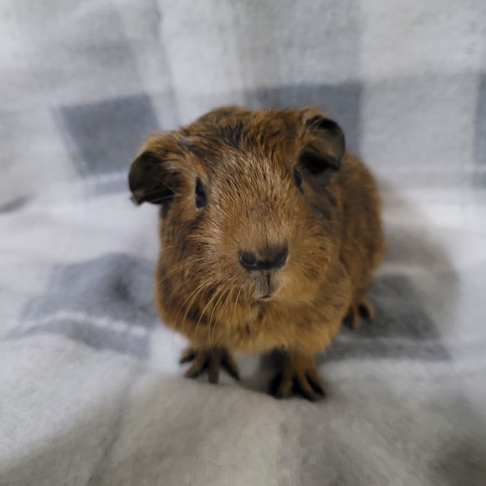 Świnka morska gładkowłosa samiec