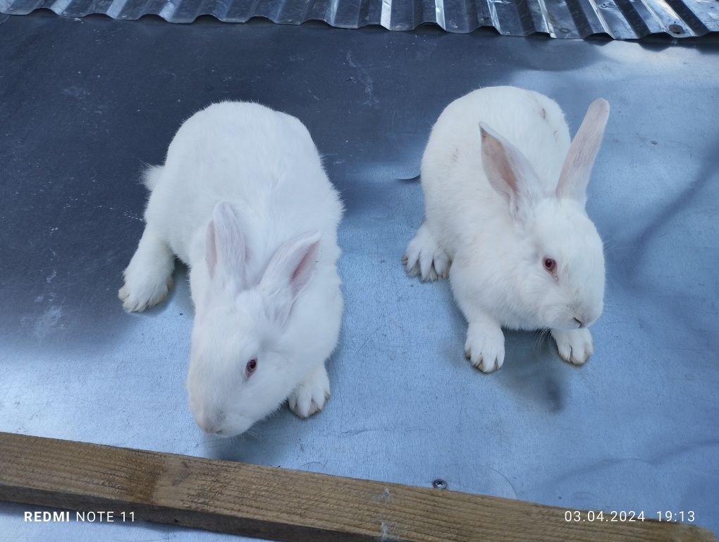 Продам молодняк кролів. Термонська біла порода