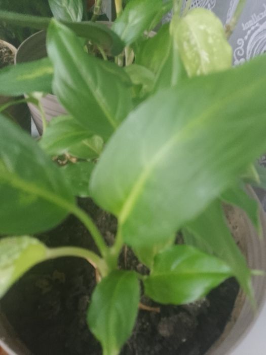 Продам  вазони..