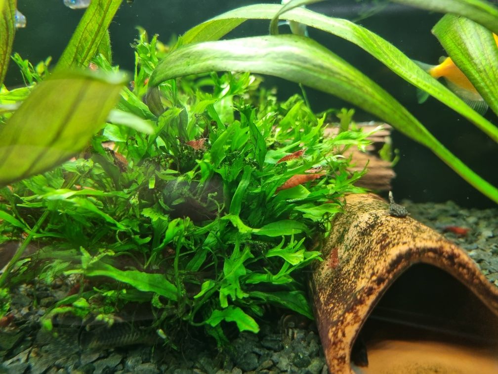 Krewetka  Red Cherry z własnego akwarium