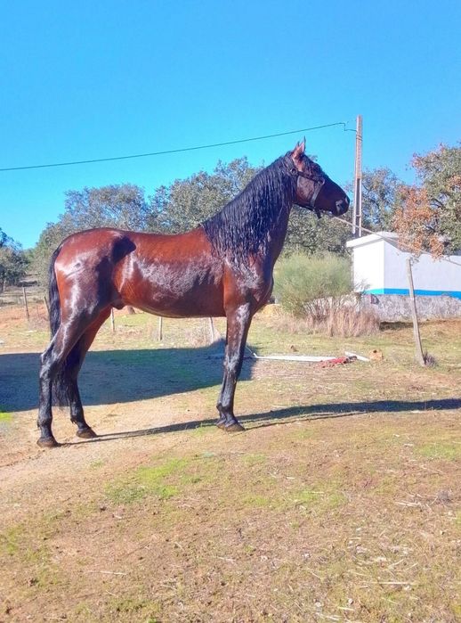 Poldro com 4 anos montado