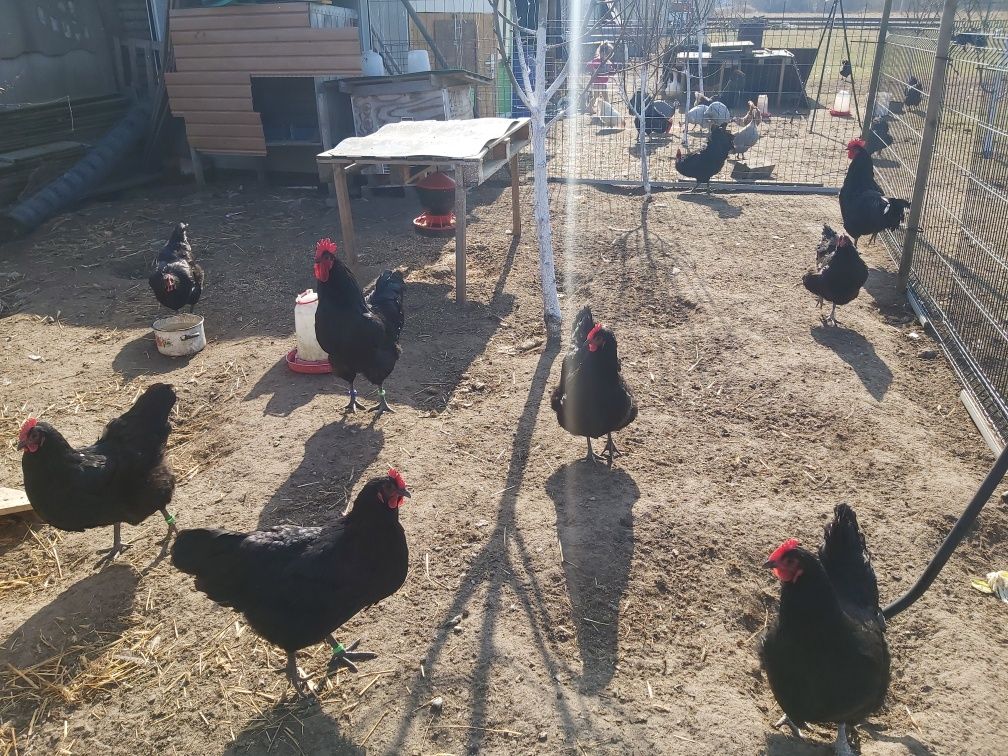 Jaja, jajka lęgowe Australorp