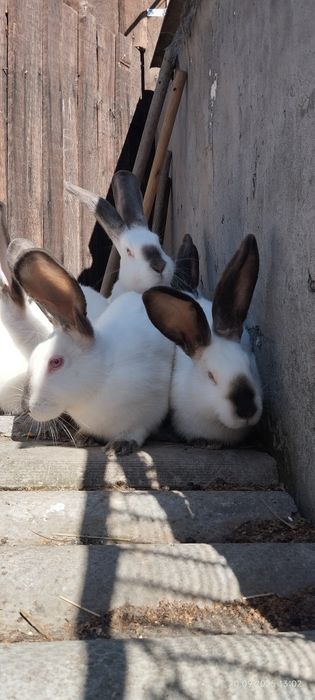 Каліфорнійські кролі та кролички