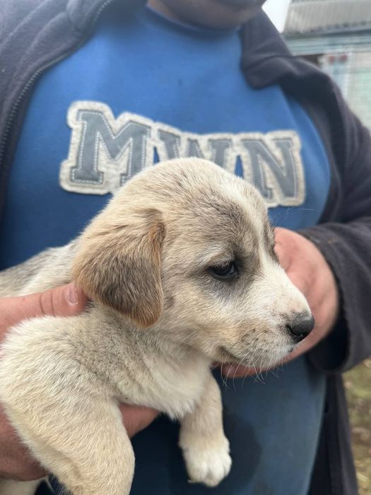 Цуцинята Лабладора