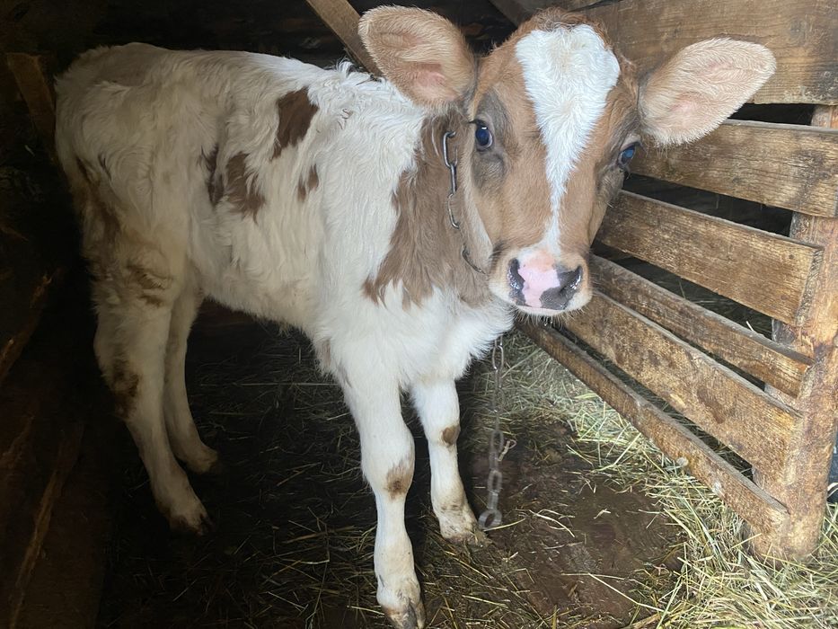 Продам на триманя теличку 4тижні