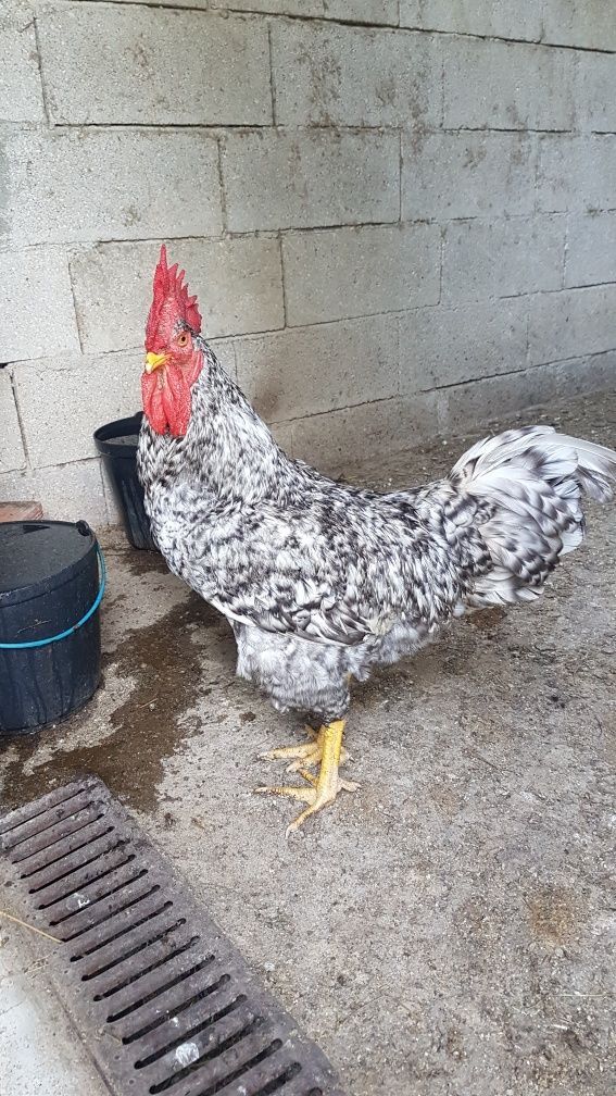Galo Pedrês Portuguesa