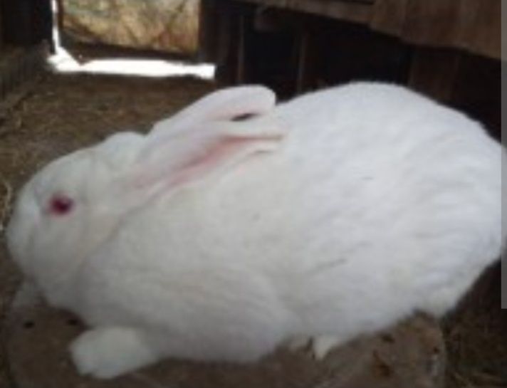 Кролі термонська біла