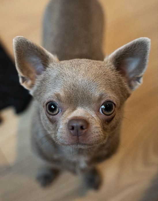 Reproduktor liliowy Chihuahua ZKwP/FCI