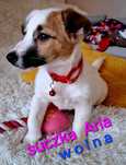 Suczka Aria Jack Russell do odbioru krótkie nózki RODZICE W HODOWLI