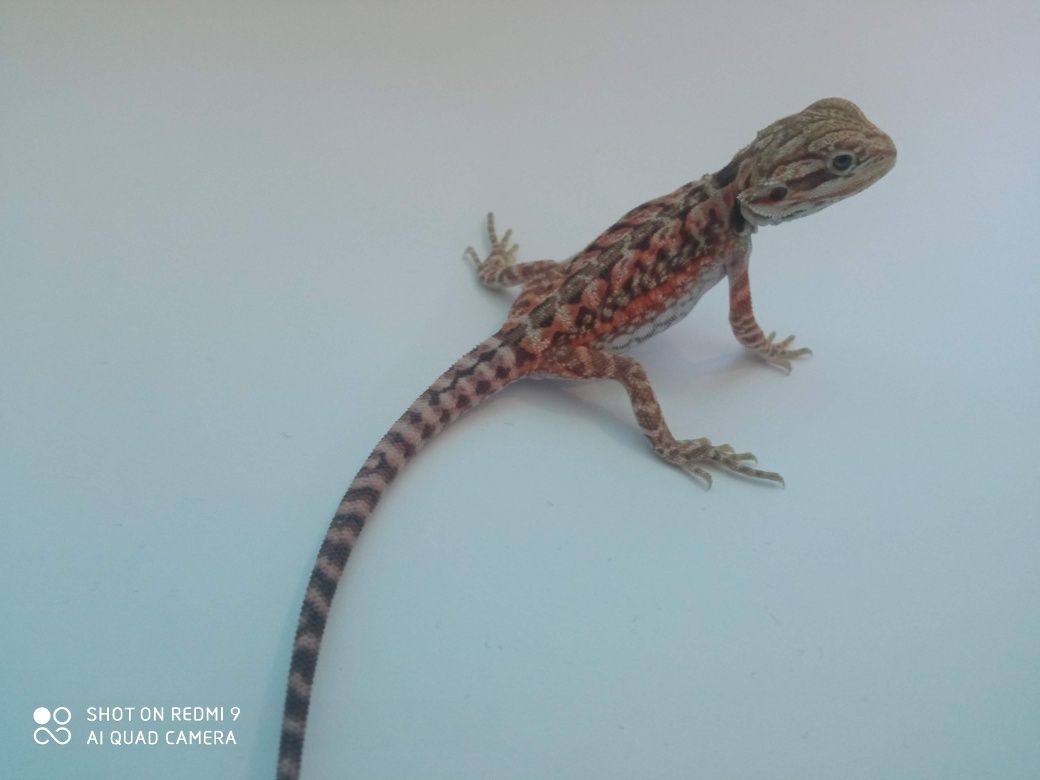 Agama brodata – młode 2-3 miesiące, hodowla domowa