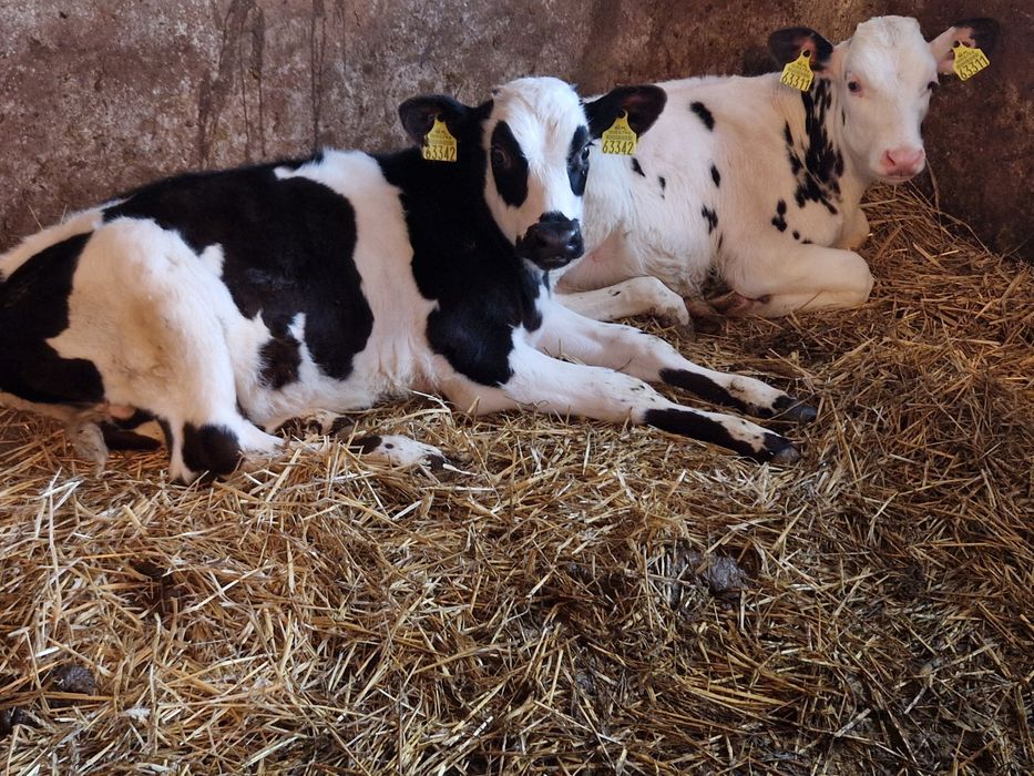 Byczki 2 sztuki 3 miesięczne