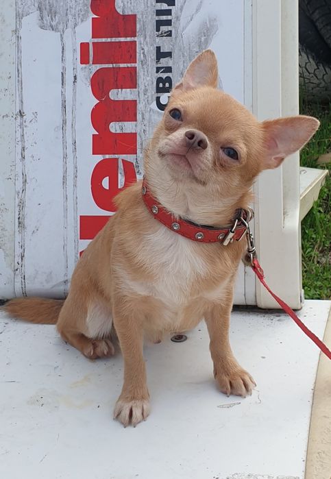 шикарные кобели от мини до стандарта чихуахуа вязка